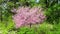 Cercis Canadensis