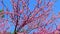 Cercis Canadensis