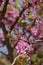 Cercis canadensis or Eastern Redbud