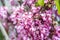 Cercis canadensis Eastern redbud blooming in spring, nature texture, beautiful small pink flowers