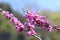 Cercis chinensis