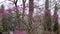 Cercis European, Judas tree