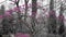 Cercis European, Judas tree