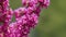 Cercis Siliquastrum In Bloom. Beautiful Redbud Tree Blooming In Pink And Purple Tones Branches. Close up.