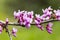 Cercis siliquastrum or Judas tree, ornamental tree blooming with beautiful pink colored flowers. Eastern redbud tree blossoms in