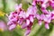 Cercis siliquastrum or Judas tree, ornamental tree blooming with beautiful pink colored flowers. Eastern redbud tree blossoms in