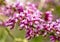 Cercis siliquastrum or Judas tree, ornamental tree blooming with beautiful pink colored flowers. Eastern redbud tree blossoms in