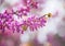 Cercis siliquastrum or Judas tree, ornamental tree blooming with beautiful pink colored flowers. Eastern redbud tree blossoms in