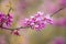 Cercis siliquastrum or Judas tree, ornamental tree blooming with beautiful pink colored flowers. Eastern redbud tree blossoms in