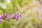 Cercis siliquastrum or Judas tree, ornamental tree blooming with beautiful pink colored flowers. Eastern redbud tree blossoms in