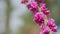 Cercis Siliquastrum Or Judas Tree Pink Flowers During Spring Season. The Deep Pink Flowers. Bokeh.