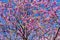 Cercis tree in bloom with blue sky