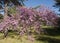 Cercis tree in blossom cercis sililuastrum