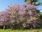 Cercis tree in blossom cercis sililuastrum,