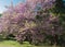Cercis tree in blossom cercis sililuastrum
