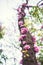 Cercis tree trunk in full blossom