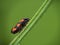Cercopis vulnerata, red and black insect, on stalk.