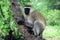 Cercopithecus Aethiops