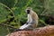 Cercopithecus Aethiops Vervet monkey