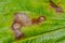 Cercospora leaf spot