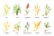 Cereal agricultural plants, crop spikes, ears and grains. Farming millet, wheat, sorghum, rice, barley and oat spikelets