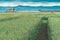 Cereal crop landscape with processing plant in background