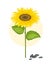 Cereal crops sunflower vector concept