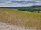 Cereal cultivation in the Chilterns, UK on arable land with superficial deposits of clay-with-flints