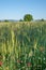 Cereal field, barley,  Organic, natural growing, with flowers, - an unsual, beautiful sight in contrast to monotony of the usually