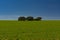 Cereal field, holm oaks and blue sky