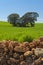 Cereal field, holm oaks and stone wall