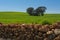 Cereal field, holm oaks and stone wall