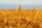 Cereal field ready for harvest