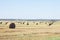 Cereal field reaped at harvest time with many reels of straw