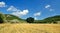 Cereal field in summer