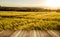 Cereal field in a sunny,windy day