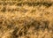 Cereal field texture, grain ears, summer