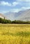 Cereal field in Wakhan valley, Hindukush mountains
