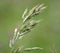 Cereal grass bromus grows in nature