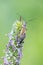 Cereal grass bug Leptopterna dolabrata (Miridae Mirinae)