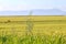 Cereal green field against distance mountain calm landscape