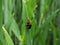 Cereal leaf beetle (Oulema melanopus) on wheat leaf.