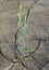 Cereal plant on cracked eroded arid land