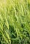 Cereal plant wheat