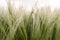 Cereal Plants, Barley, with different focus