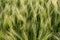 Cereal Plants, Barley, with different focus