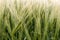 Cereal Plants, Barley, with different focus