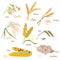 Cereal Plants vector icons illustrations. Oats wheat barley rye millet rice sorghum corn set.