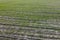 Cereal shoots on a farm field, aerial view. Sprouts in the field as a background