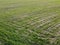 Cereal shoots on a farm field, aerial view. Sprouts in the field as a background